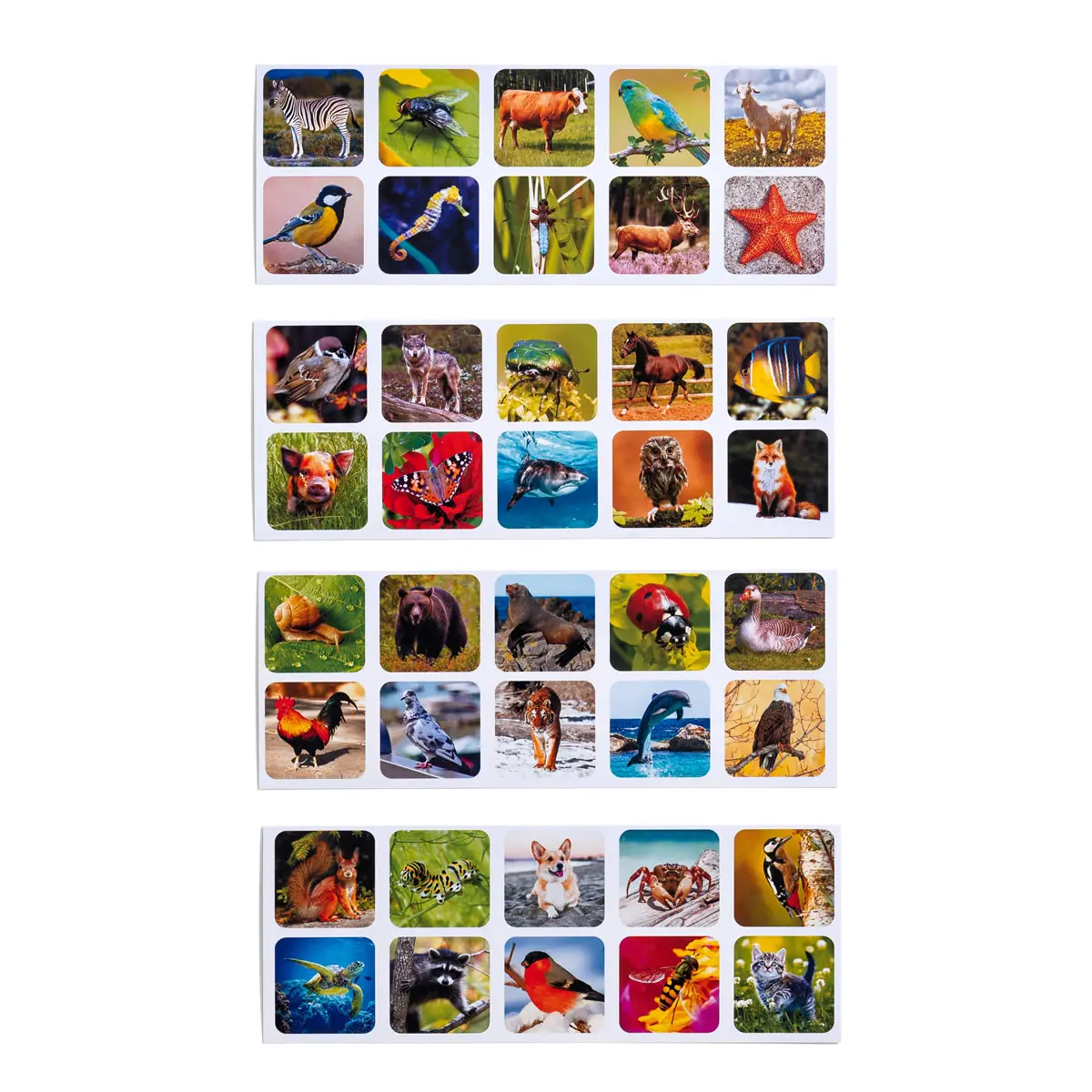 Medinis rūšiuoklis–komodėlė „Gyvūnų rūšys“ - Image 4