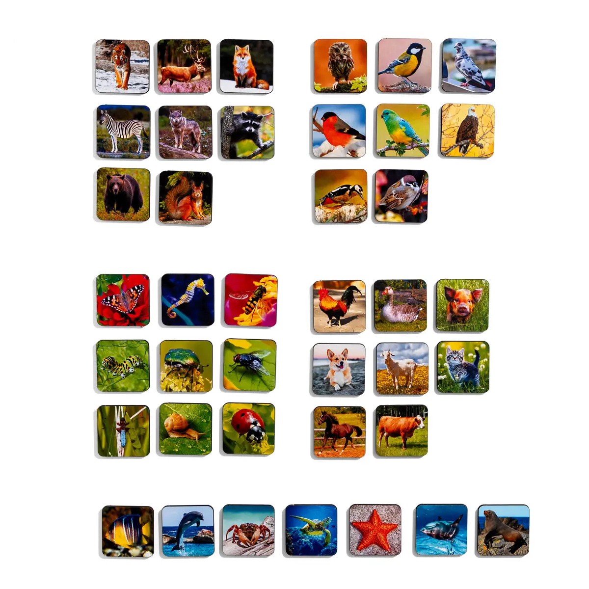 Medinis rūšiuoklis–komodėlė „Gyvūnų rūšys“ - Image 3